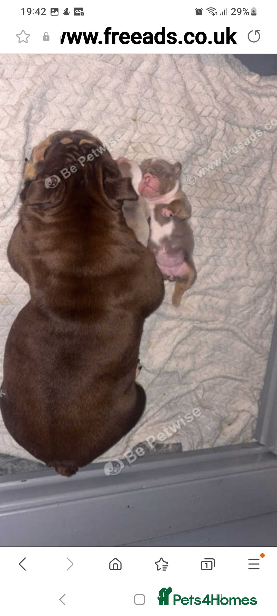 English Bulldog dogs for sale: Kc reg British bulldogs  - Image 12