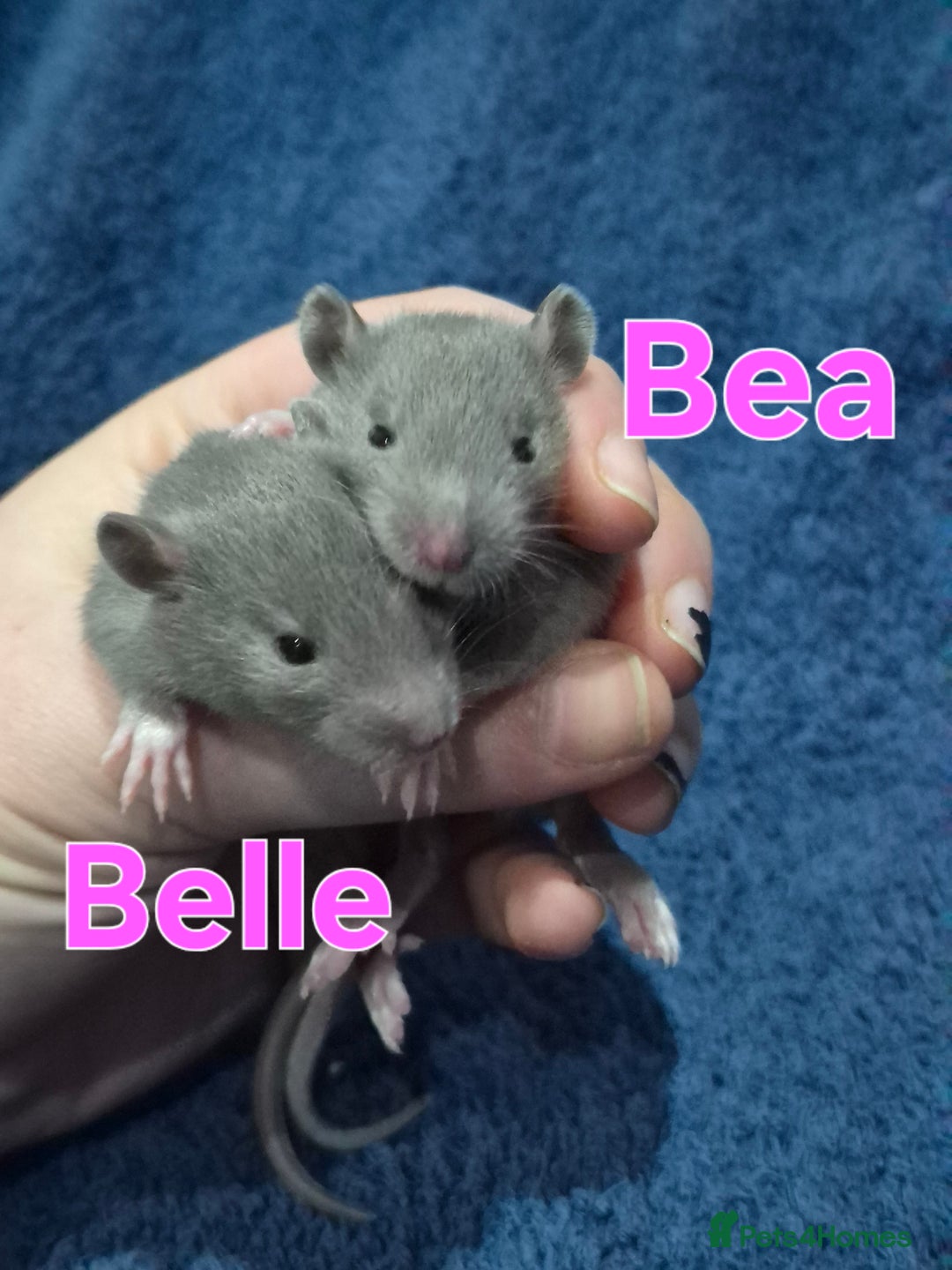 Rat rodents for sale: Healthy Tame Baby Rats - Advert 8