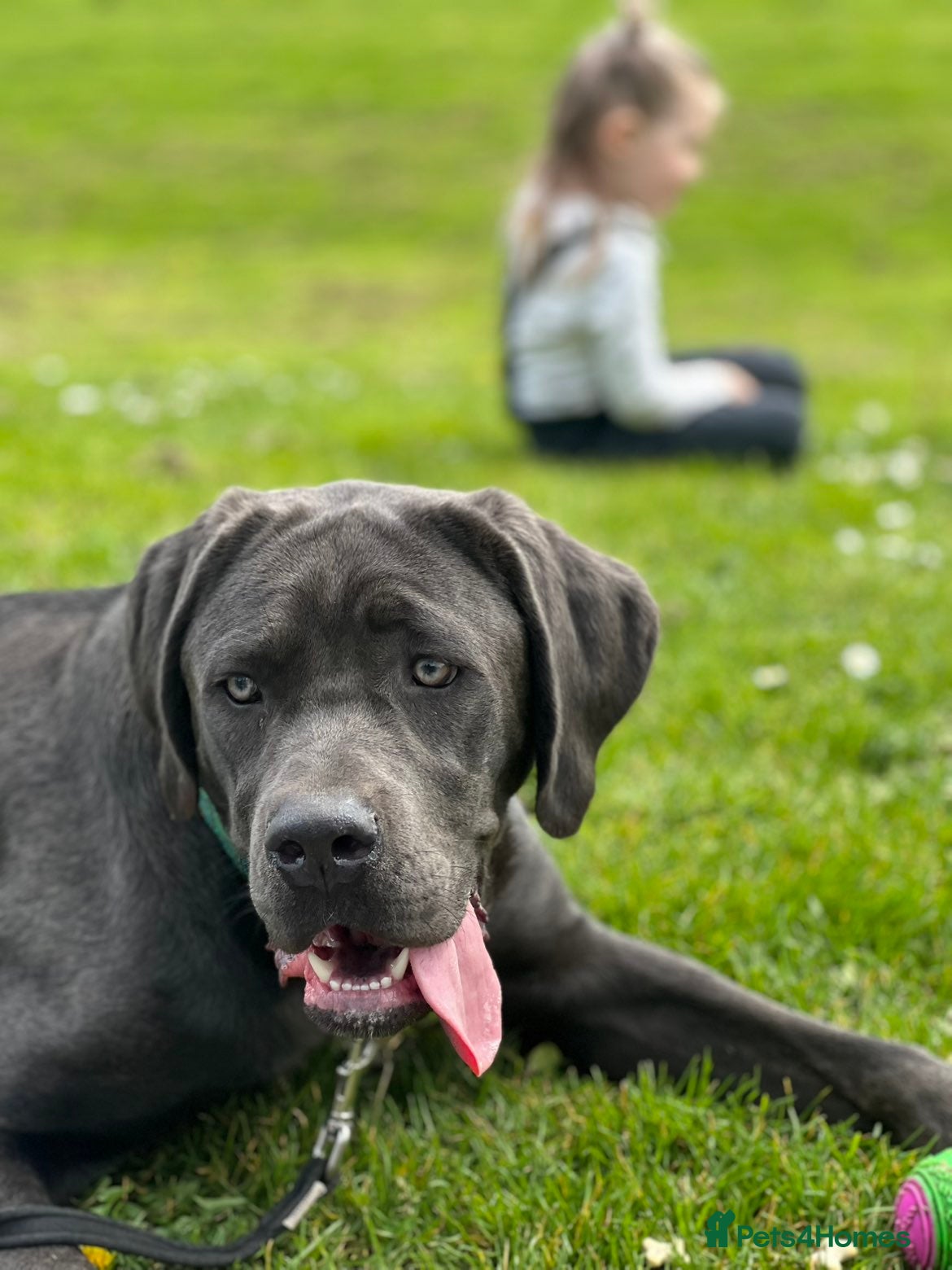 Cane Corso dogs for sale: Rehome Moose - Advert 4