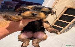 Yorkshire Terrier dogs for sale: Yorkshire terrier girl - Image 3