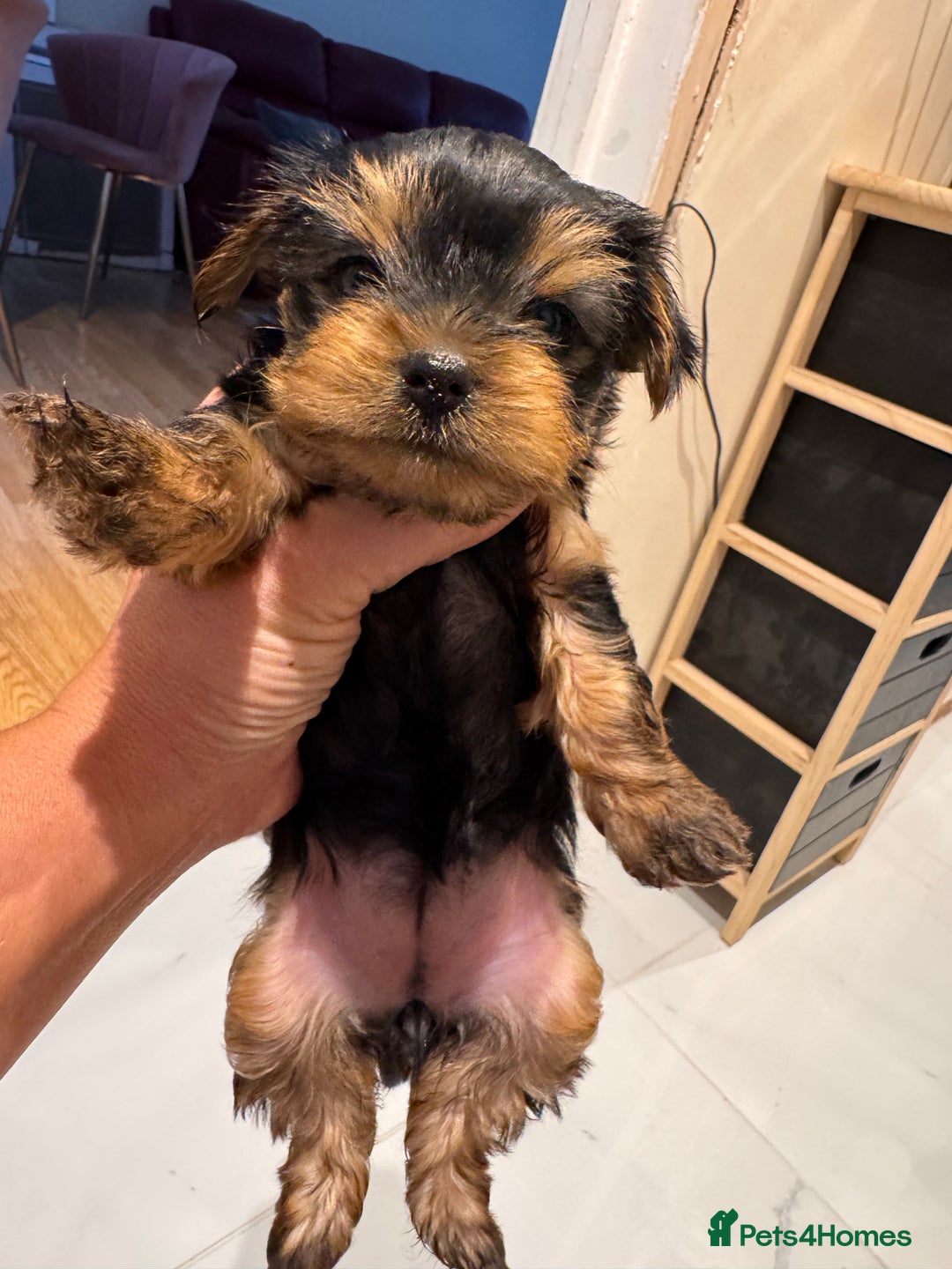 Yorkshire Terrier dogs for sale: Yorkshire terrier girl - Image 3