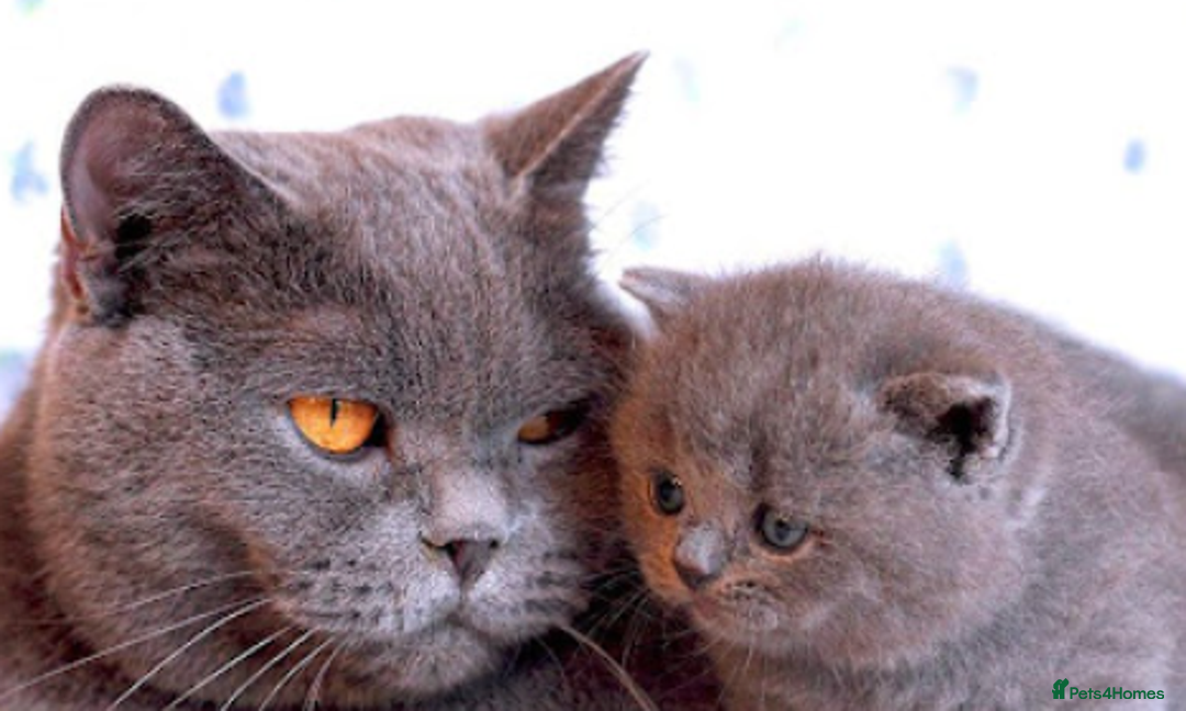 British Shorthair cats for sale: Beautiful Blue British Shorthair - Image 6