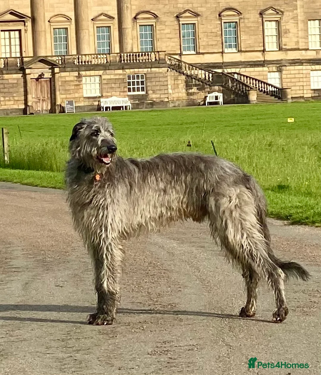 Deerhound dogs for stud: Scottish Deerhound with awards - Advert 4
