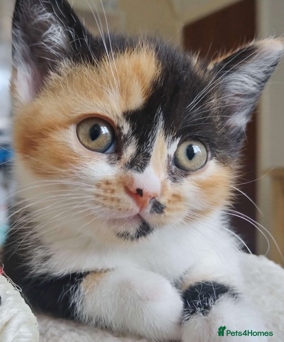Devon Rex cats for sale: Just 1 girl left - GCCF Devon Rex Variant kittens  in Wolverhampton - Image 2
