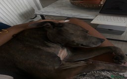 Staffordshire Bull Terrier dogs for sale: Blue staffy - Image 3