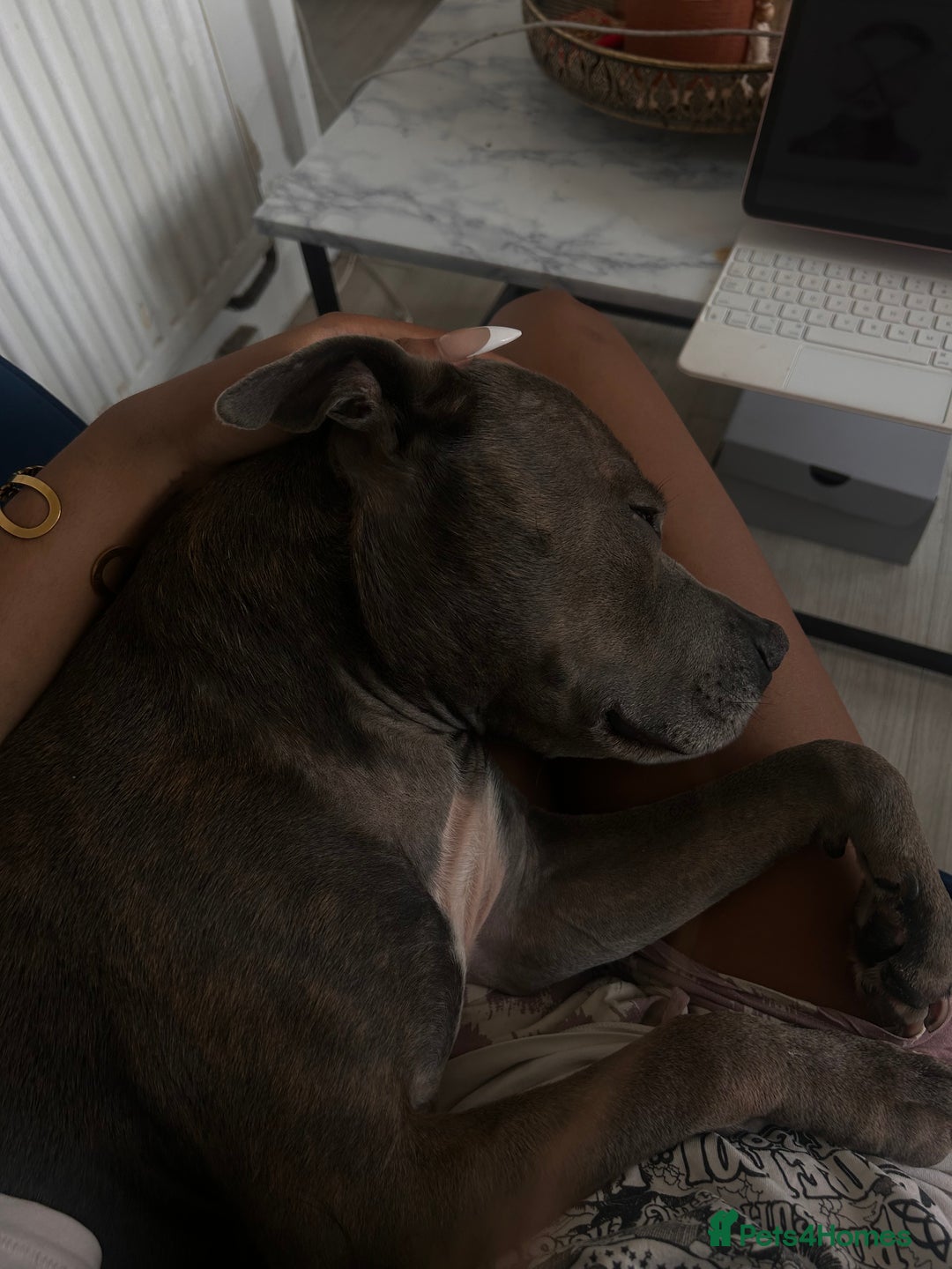 Staffordshire Bull Terrier dogs for sale: Blue staffy - Image 3