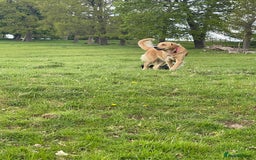 Golden Retriever dogs for sale: Absolutely stunning pedigree little boy  - Image 6