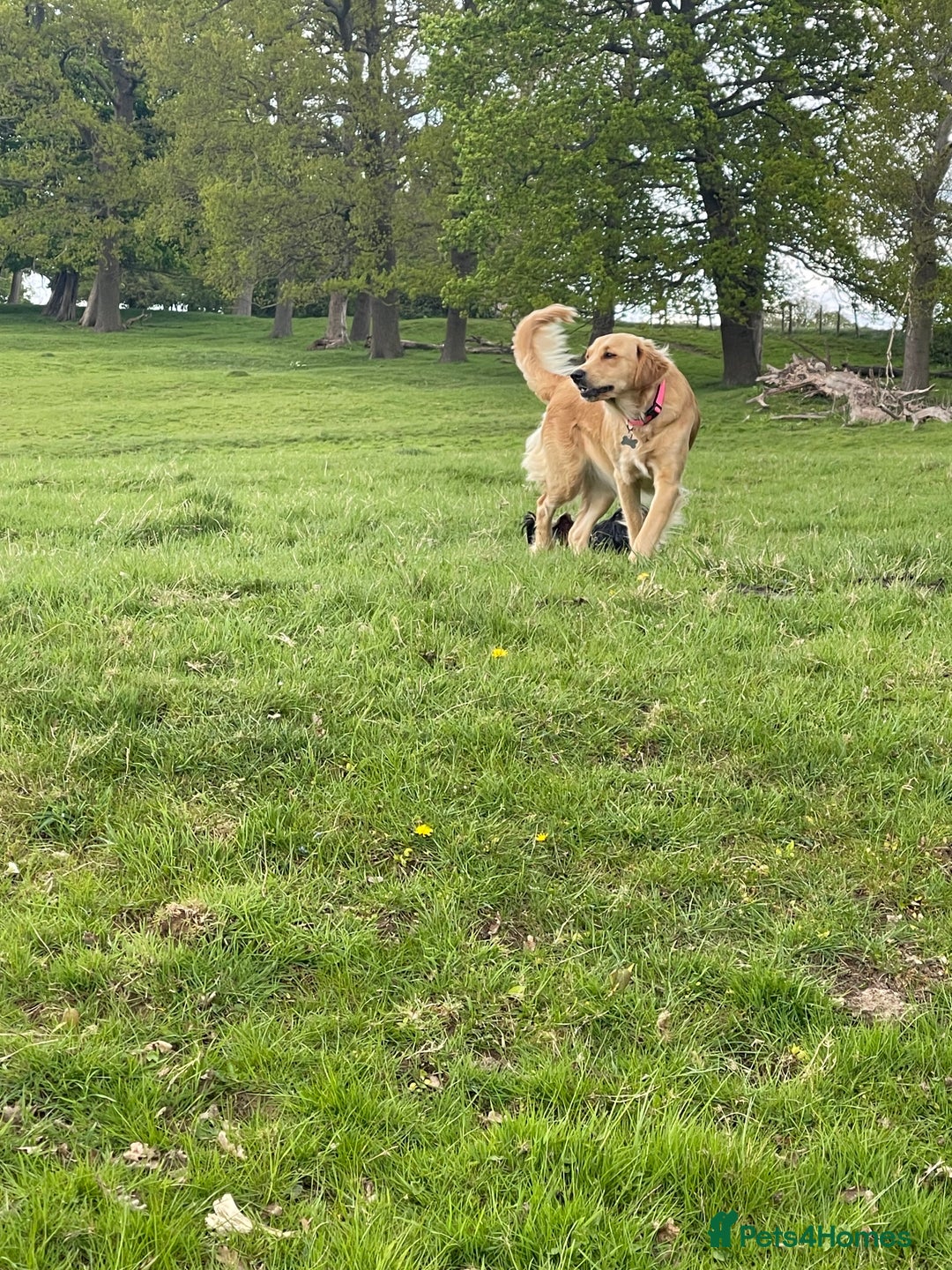 Golden Retriever dogs for sale: Absolutely stunning pedigree little boy  - Image 6