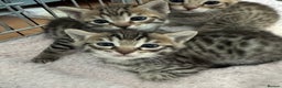 Savannah cats for sale: Only 1 girl savannah still available.  - Advert 3