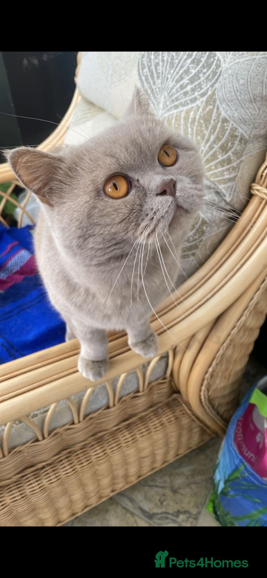 British Shorthair cats British Short hair - lilac  - Advert 16