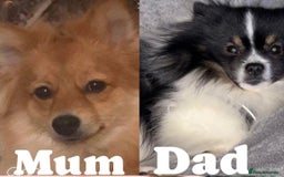 Pomeranian dogs for sale: Beautiful 9-week-old Pomeranian puppies  - Image 2