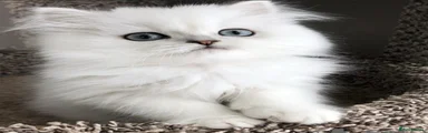 Persian 2