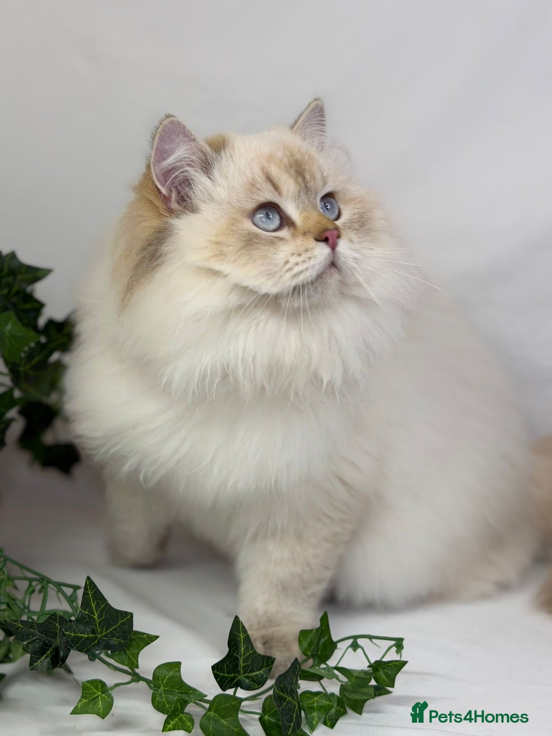 British Longhair cats for sale: Adorable British LH boy TICA  - Advert 2