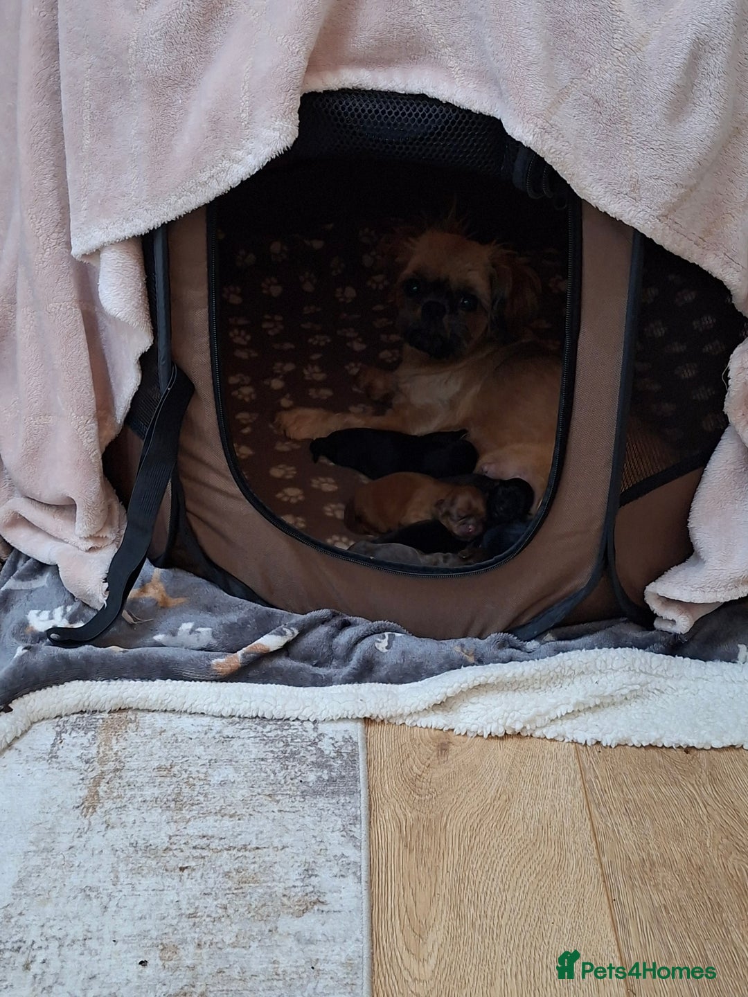 Shih Tzu dogs for sale: Full breed Shih Tzu puppies - Advert 2