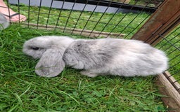 Mini Lop rabbits for sale: Baby Mini Lops ready to leave - Image 6