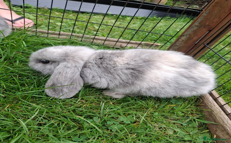 Mini Lop rabbits - Advert 12