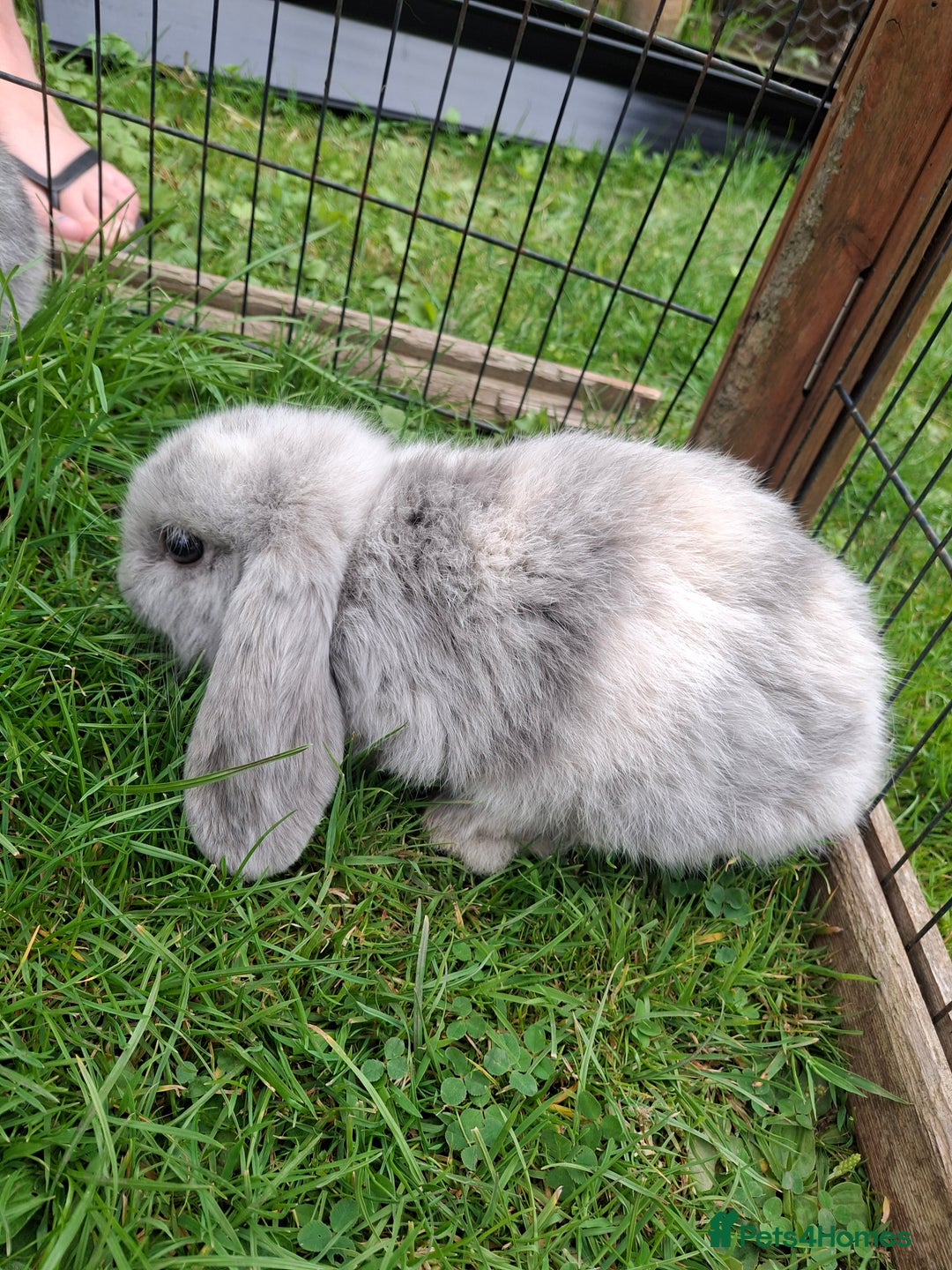 Mini Lop rabbits for sale: Baby Mini Lops ready to leave - Image 6