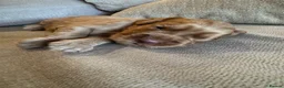 Cocker Spaniel dogs for sale: Stunning Working Cocker Spaniel Puppies - Advert 12