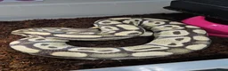 Python Snake reptiles for sale: Desert ghost het clown male proven breeder  - Advert 5