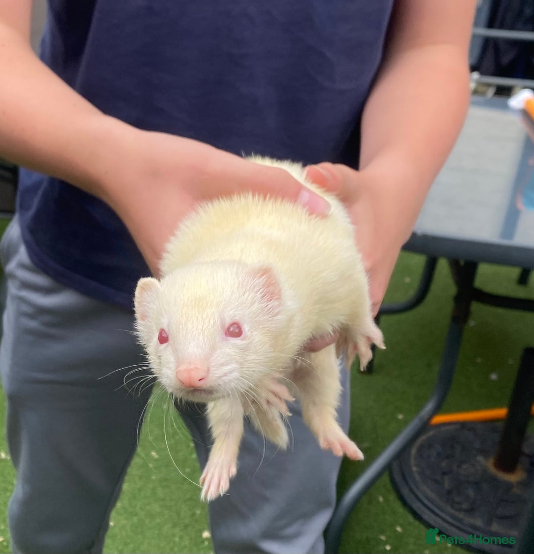 Ferret rodents for sale: 2 Ferrets (msg me for offer :) - Image 2