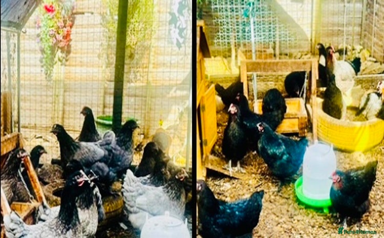 Chickens poultry - Advert 2