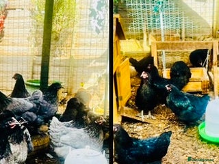 Chickens poultry - Advert 6