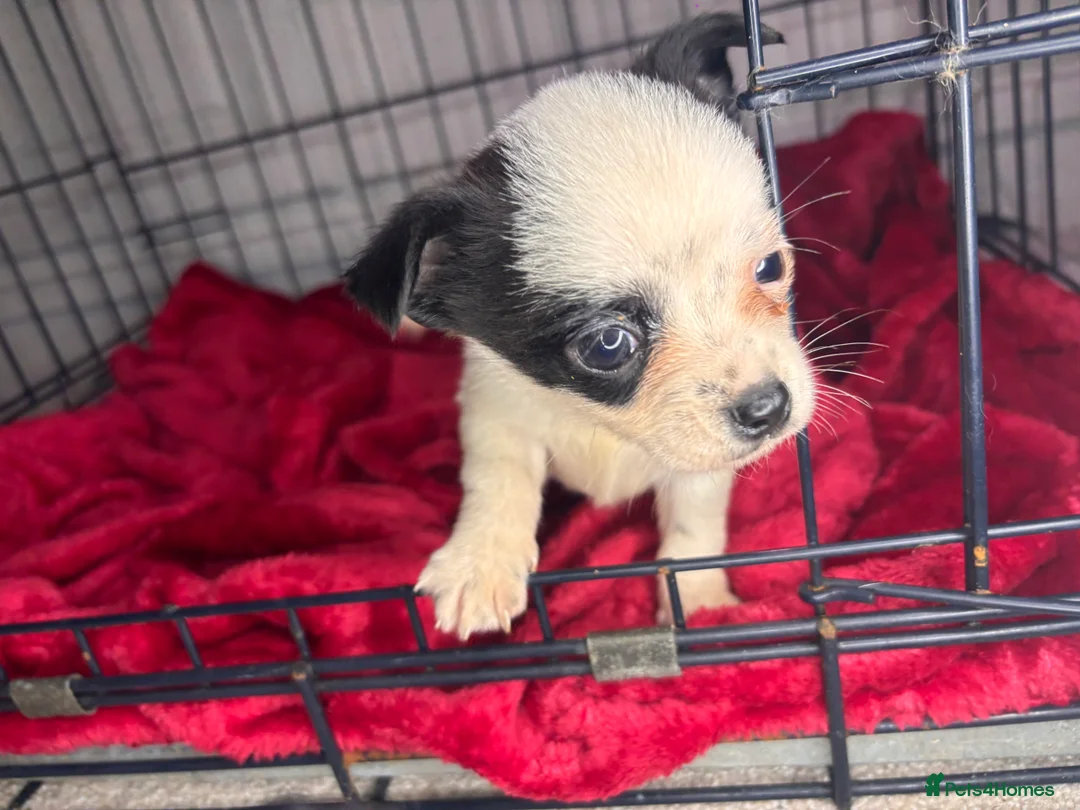 Pomchi dogs for sale: Pomchi puppy’s  - Advert 15