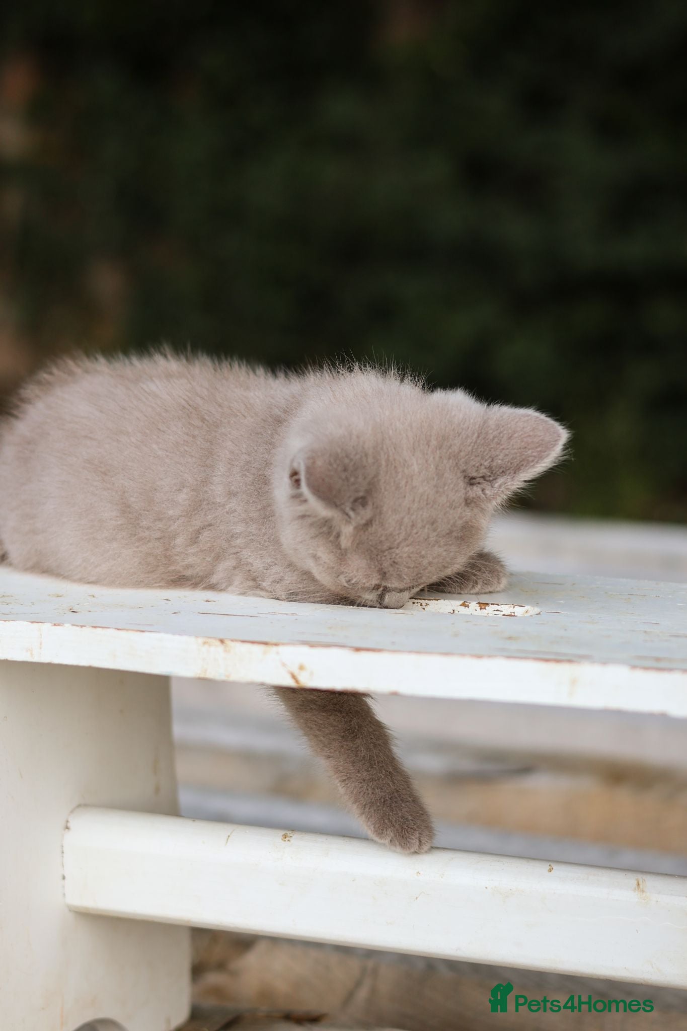 British Shorthair cats Stunning British Shorthair Kittens 🤍🐈 - Advert 2