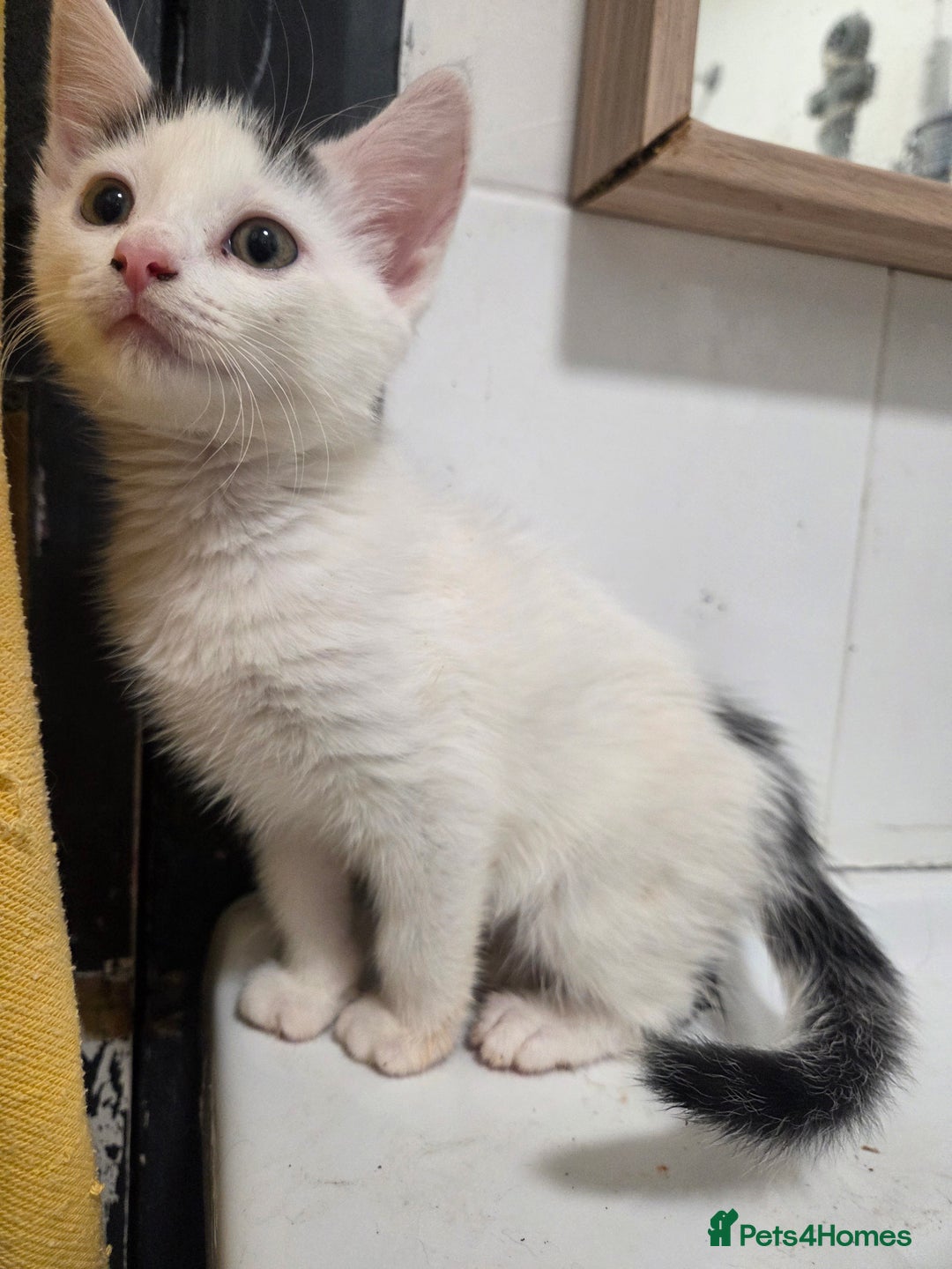 Mixed Breed cats for sale: Beautiful kittens ready to go - Advert 2