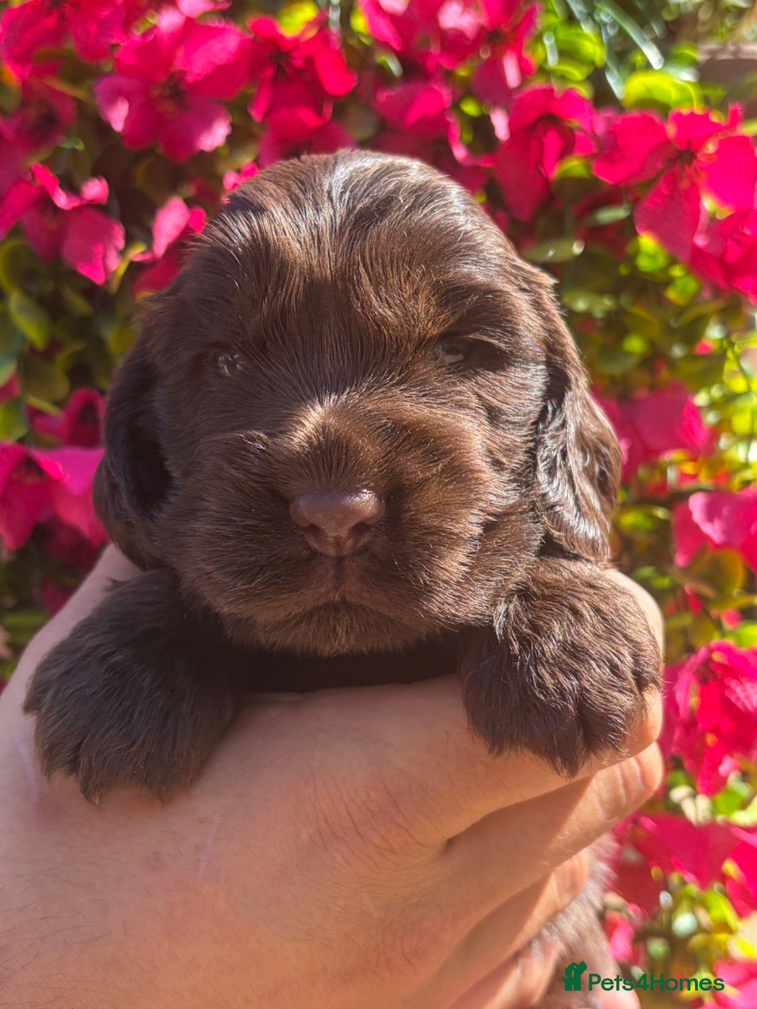 Cocker Spaniel dogs Gorgeous true to type Show Cocker Spaniels - Advert 1
