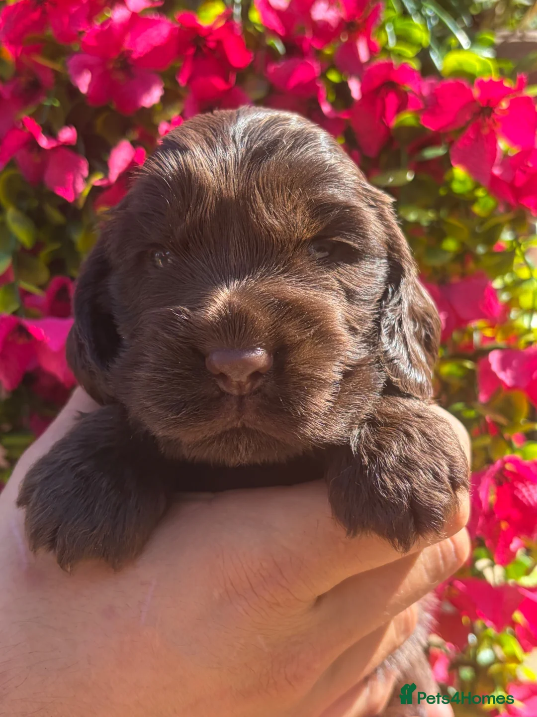Cocker Spaniel dogs for sale: Gorgeous true to type Show Cocker Spaniels - Advert 1