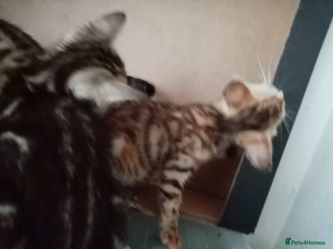 Bengal cats for sale: Beautiful Bengal Kittens - Image 14