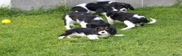 Cavalier King Charles Spaniel dogs for sale: Beautiful Cavalier King Charles Spaniel puppies - Advert 36
