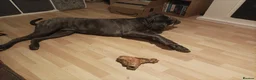 Cane Corso dogs for sale: 18 month old female cane corso, brown and tan l in Birmingham - Advert 1