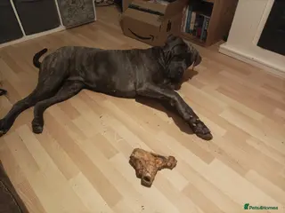 Cane Corso dogs 18 month old female cane corso, brown and tan l in Birmingham - Advert 1