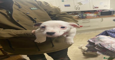 Jack Russell dogs - Advert 5