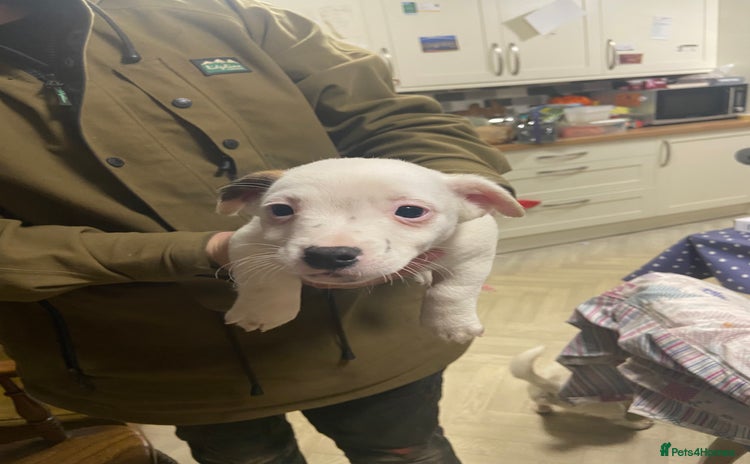 Jack Russell dogs - Advert 6