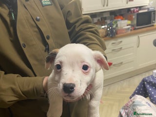 Jack Russell dogs - Advert 3