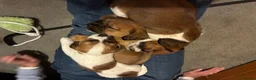 Mixed Breed dogs for sale: Shih-tzu cross jackshund in Bordon - Advert 5
