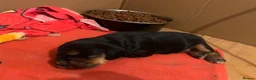 Cocker Spaniel dogs for sale: Beautiful, health tested show cocker boy in Dewsbury - Advert 6