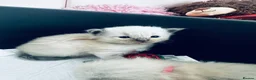 Ragdoll cats for sale: Beautiful Ragdoll kittens – 3 boys & 2 girls 🐾 - Advert 9