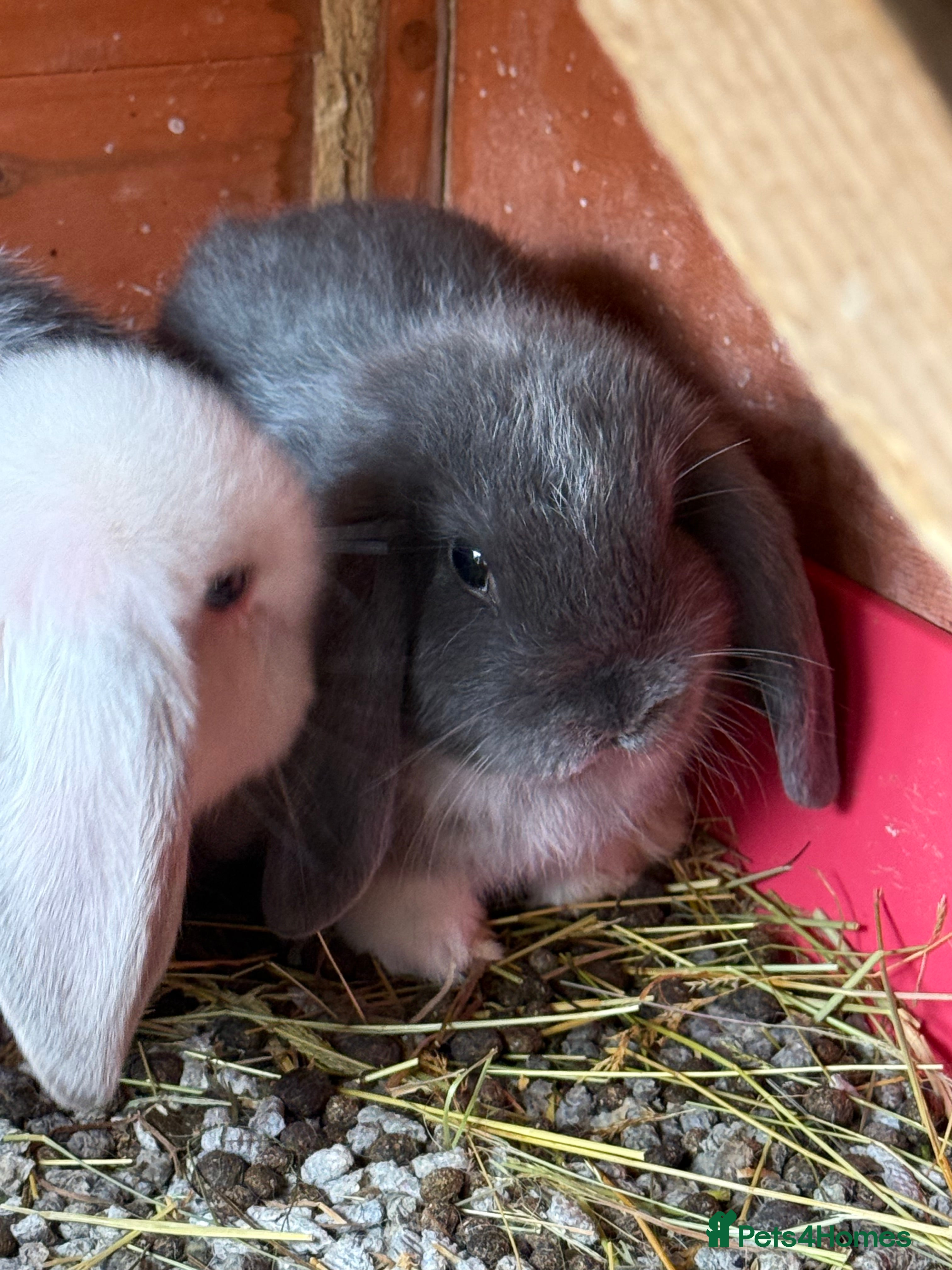 Mini Lop rabbits Mini lops  - Advert 10