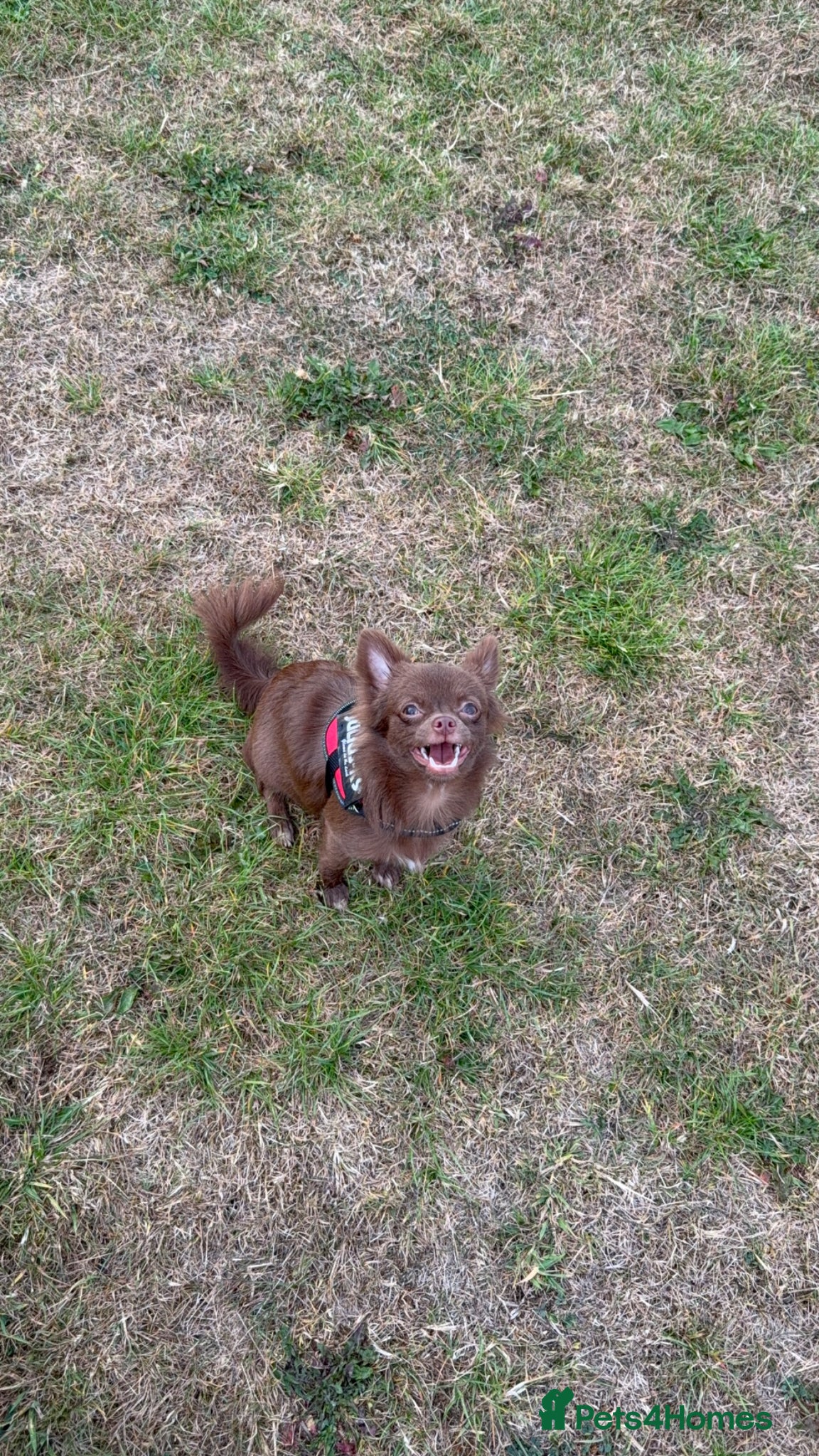 Chihuahua dogs Solid choc lc girl - Advert 7