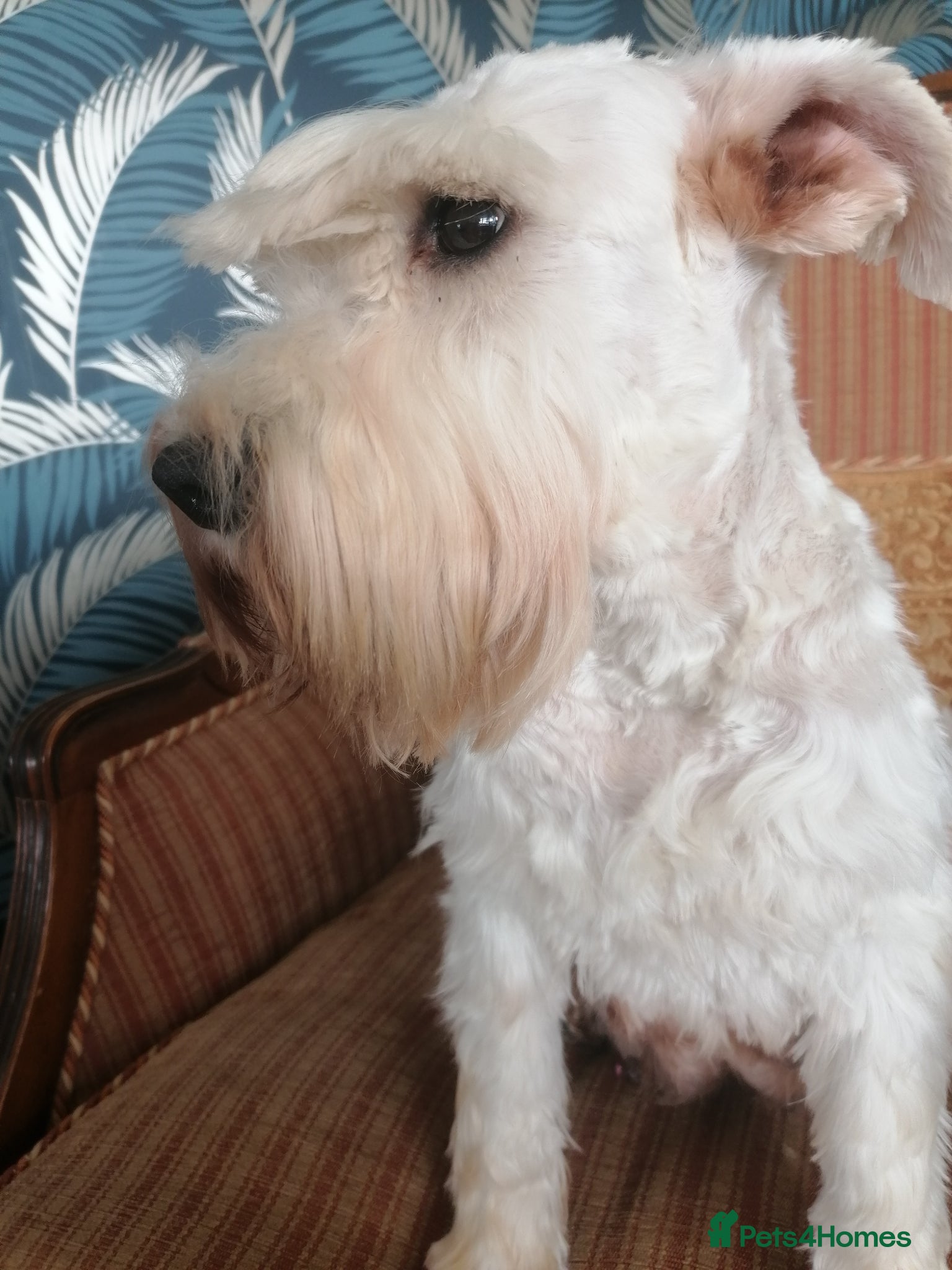 Miniature Schnauzer dogs for sale: Stunning Mini Schnauzers - Advert 13