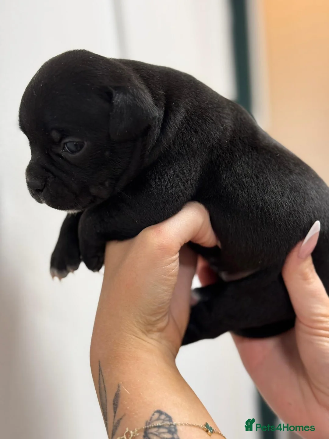 Staffordshire Bull Terrier dogs for sale: KC WORLD FAMOUS BLUE GENE CARRIERS  - Advert 12