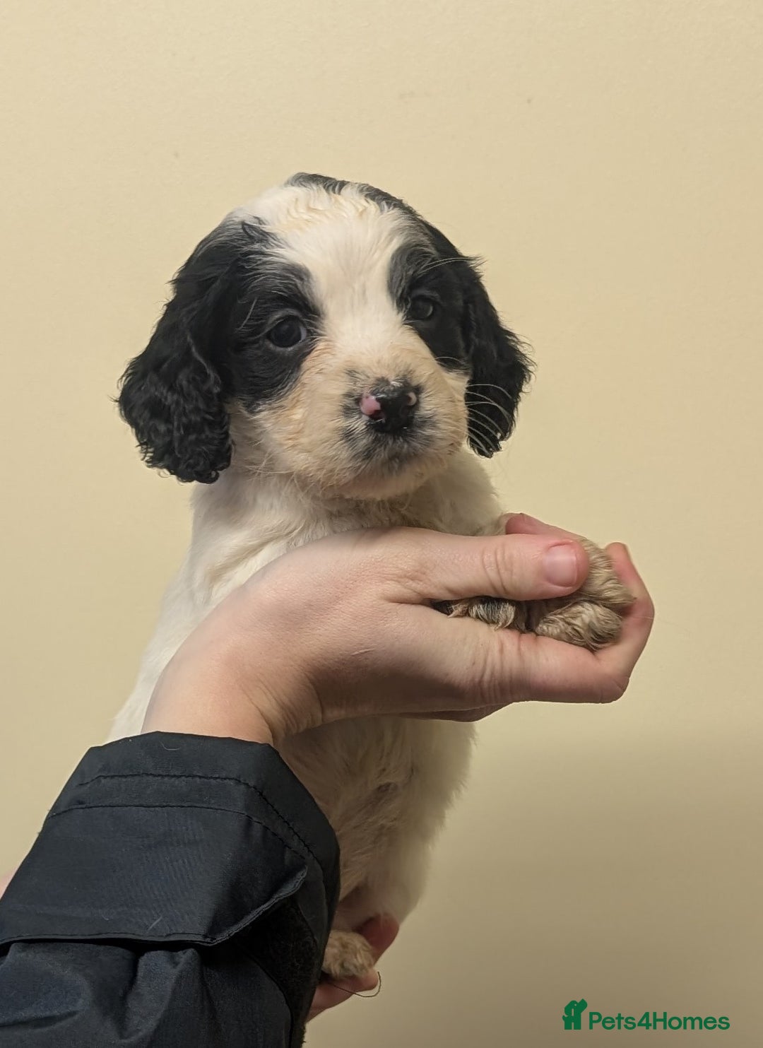 Cocker Spaniel dogs for sale: Cocker spaniel puppies  - Advert 7