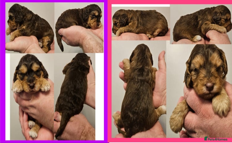 Cockapoo dogs - Advert 5