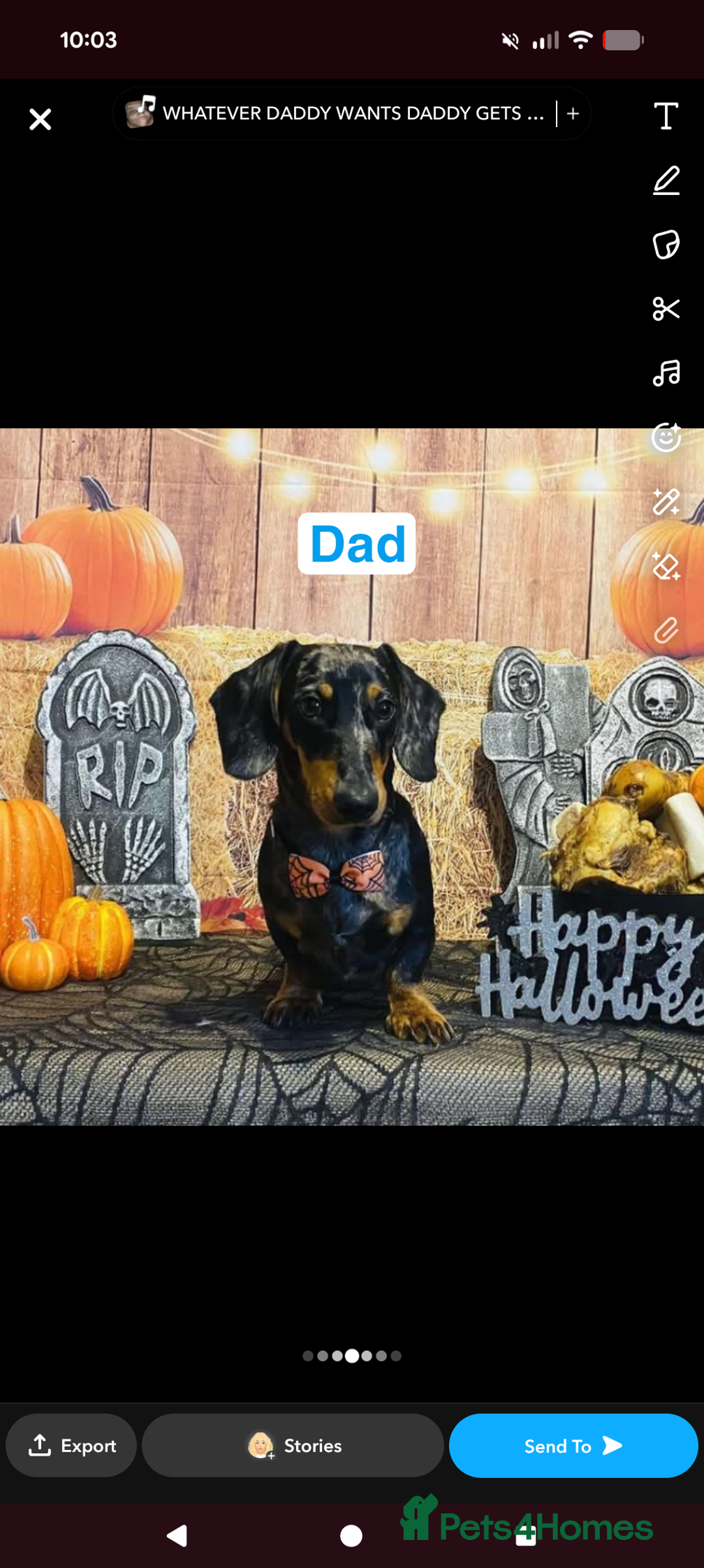 Dachshund dogs for sale: Daschund puppies  - Advert 11