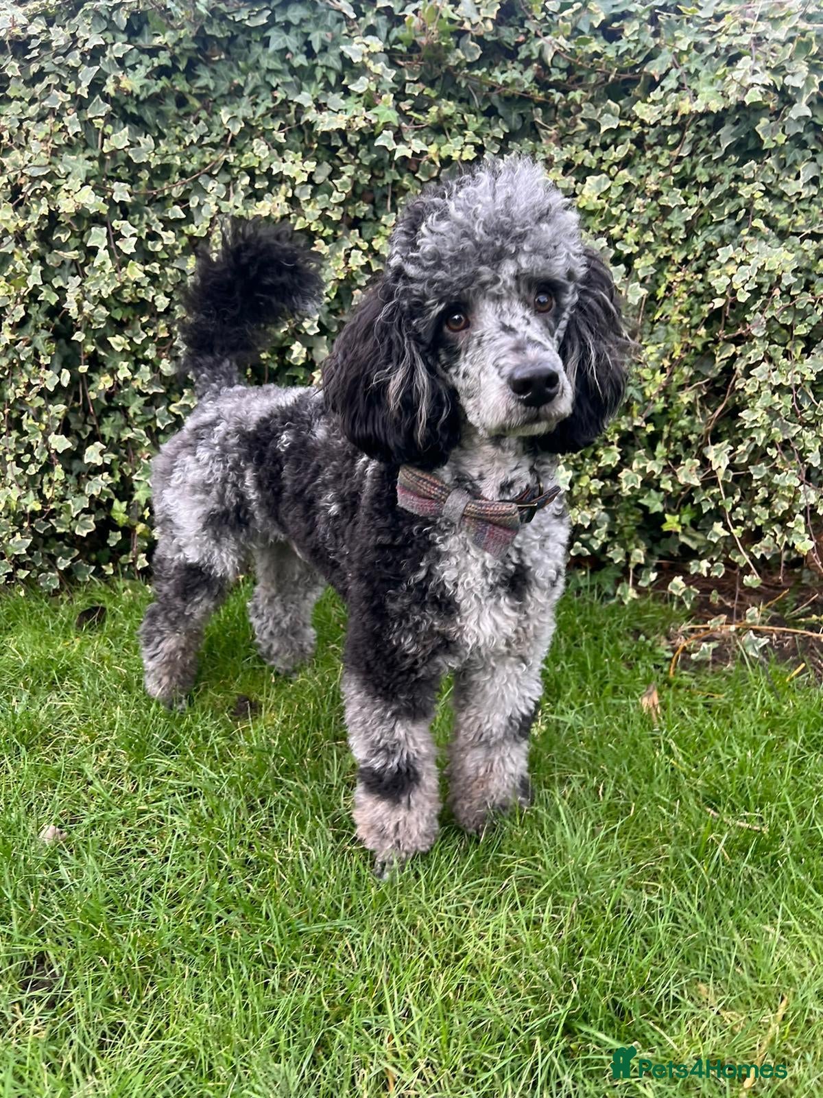 Miniature Poodle dogs Yogi Bear - Merle Miniature Poodle for Stud - Advert 3