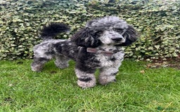 Miniature Poodle dogs for stud: Yogi Bear - Merle Miniature Poodle for Stud - Image 1